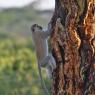 Cercopiteco verde - Vervet monkey (Chlorocebus pygerythrus)