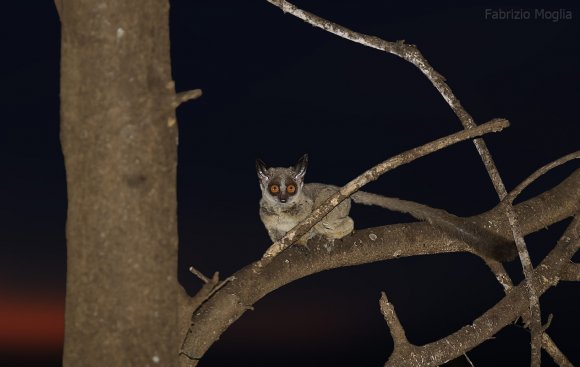 Galagone - Mohol bushbaby (Galago moholi)