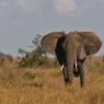 Elefante Africano - African bush elephant (Loxodonta africana)