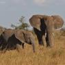 Elefante Africano - African bush elephant (Loxodonta africana)