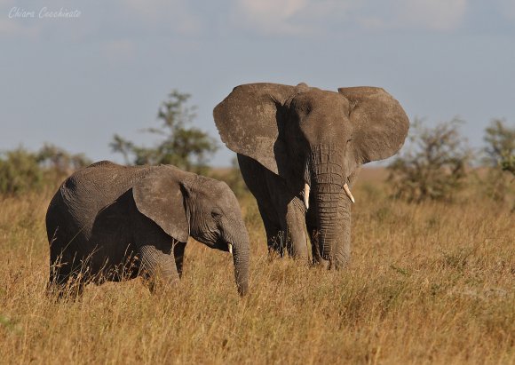 Elefante Africano - African bush elephant (Loxodonta africana)