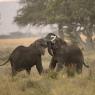 Elefante Africano - African bush elephant (Loxodonta africana)