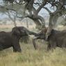 Elefante Africano - African bush elephant (Loxodonta africana)