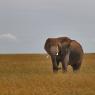 Elefante Africano - African bush elephant (Loxodonta africana)