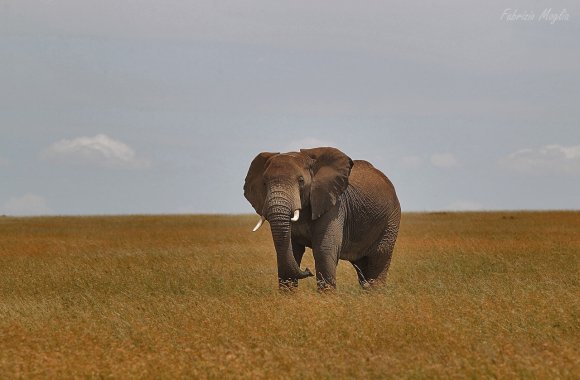 Elefante Africano - African bush elephant (Loxodonta africana)