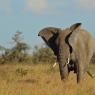 Elefante Africano - African bush elephant (Loxodonta africana)