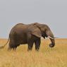 Elefante Africano - African bush elephant (Loxodonta africana)