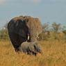 Elefante Africano - African bush elephant (Loxodonta africana)
