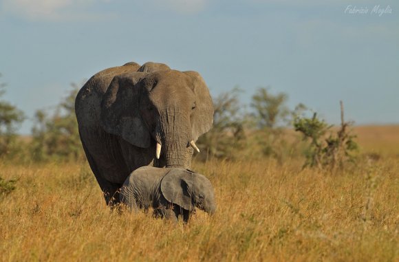 Elefante Africano - African bush elephant (Loxodonta africana)