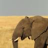 Elefante Africano - African bush elephant (Loxodonta africana)