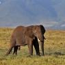 Elefante Africano - African bush elephant (Loxodonta africana)