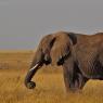 Elefante Africano - African bush elephant (Loxodonta africana)