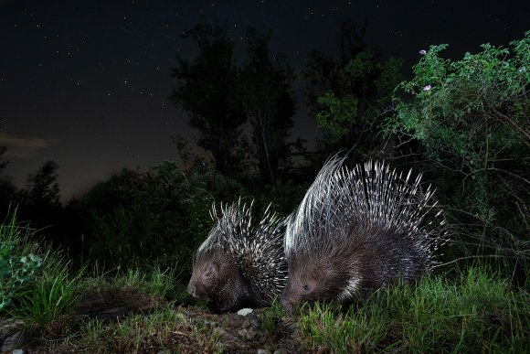 Istrice - Crested Porcupine