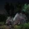 Istrice - Crested Porcupine