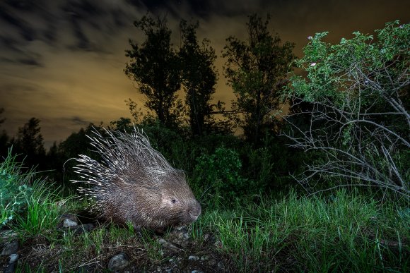 Istrice - Crested Porcupine