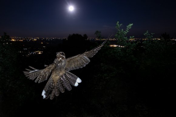 Succiacapre - Nightjar