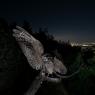 Succiacapre - Nightjar