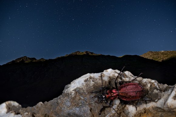 Carabus cychroides