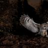 Allocco - Tawny owl