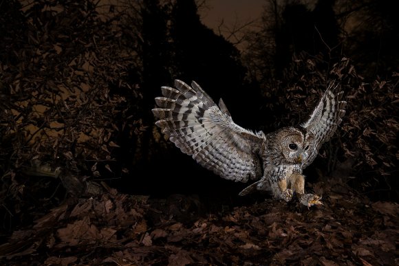 Allocco - Tawny owl