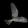 Succiacapre - Nightjar