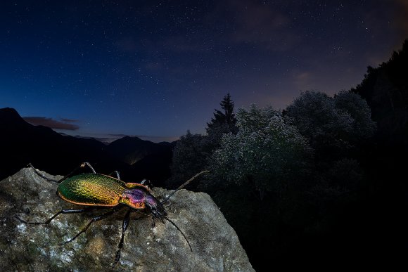 Carabus olympiae