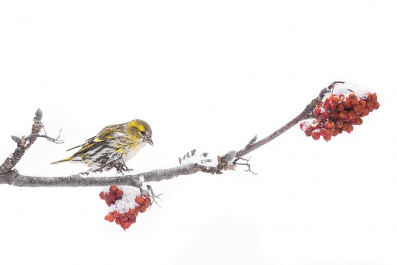 Lucherino - Eurasian Siskin