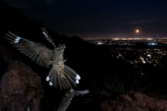 Succiacapre - Nightjar