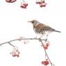 Cesena - Fieldfare