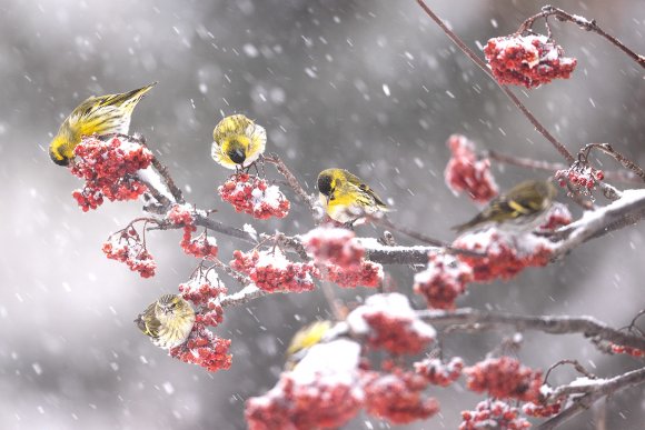 Lucherino - Eurasian Siskin