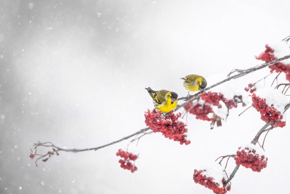 Lucherino - Eurasian Siskin