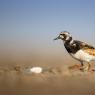 Voltapietre - Ruddy turnstone