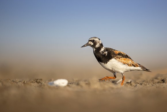 Voltapietre - Ruddy turnstone