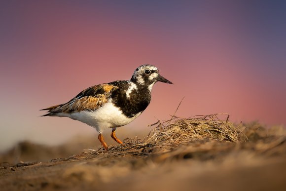 Voltapietre - Ruddy turnstone