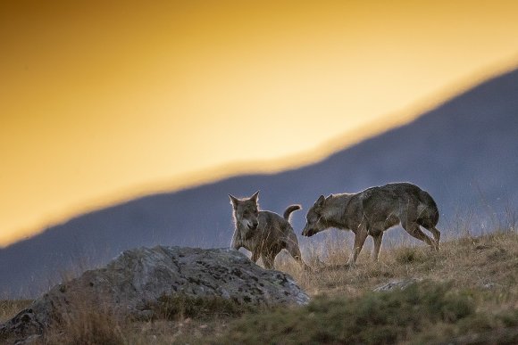 Lupo italico - Italian wolf