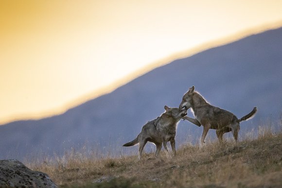 Lupo italico - Italian wolf