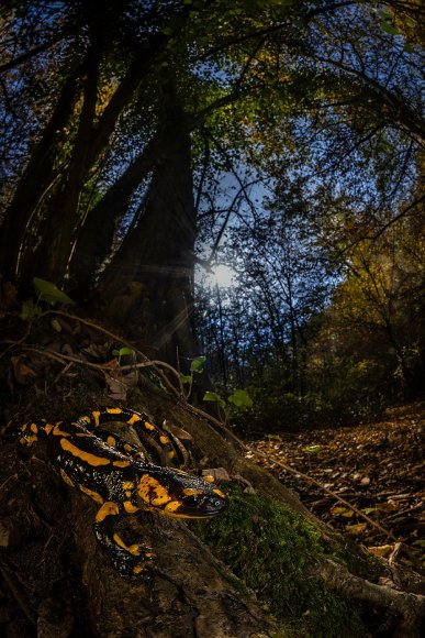 Salamandra pezzata - Fire salamander