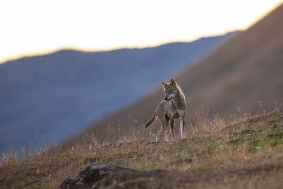 Lupo italico - Italian wolf