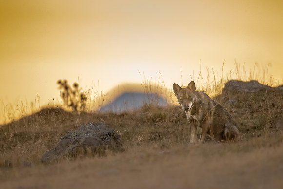 Lupo italico - Italian wolf