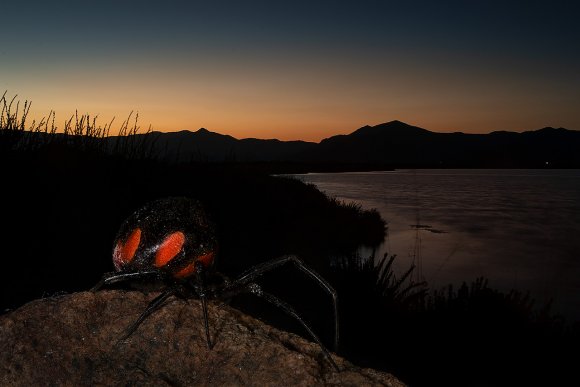 Malmignatta - Mediterranean black widow