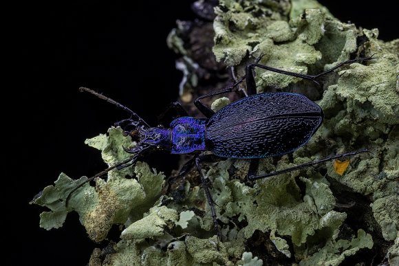 Carabus intricatus