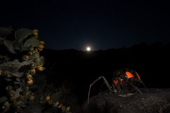 Malmignatta - Mediterranean black widow