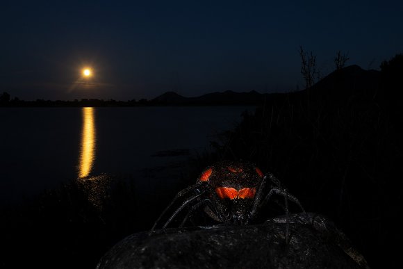 Malmignatta - Mediterranean black widow