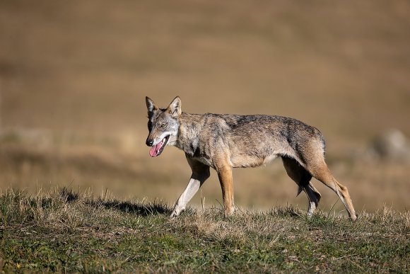 Lupo italico - Italian wolf