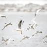 Beccapesci - Sandwich tern