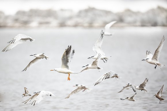 Beccapesci - Sandwich tern