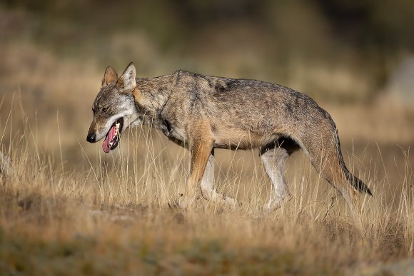 Lupo italico - Italian wolf