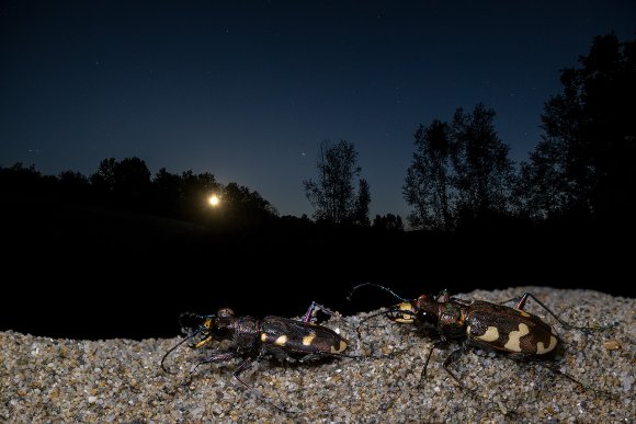 Cicindela hybrida trasversalis