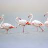 Fenicottero - Flamingo