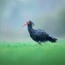 Ibis eremita - Bald ibis